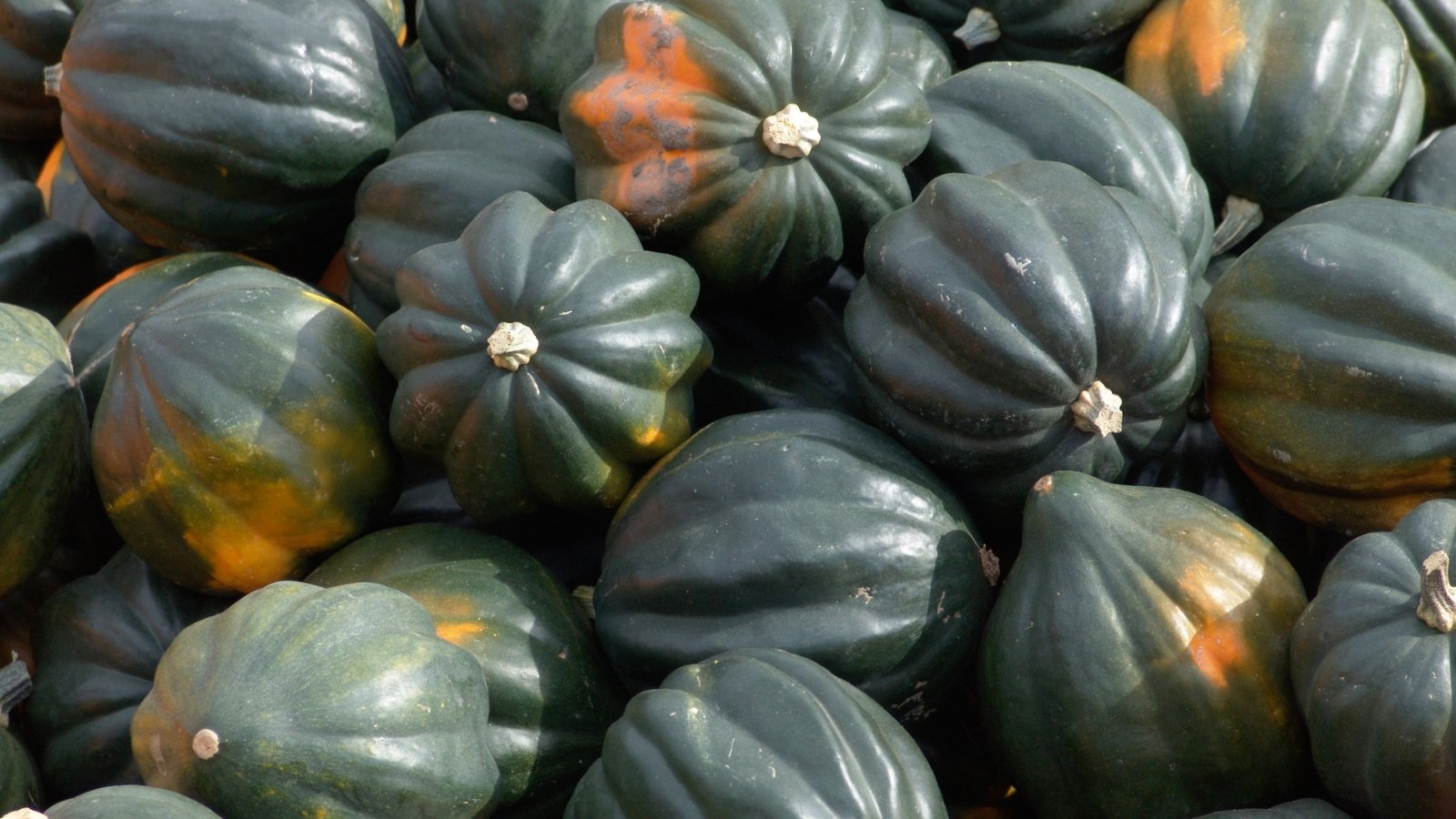 A pile of dark green, deeply ribbed acorn-shaped fruits with matte skin and short, sturdy stems.
