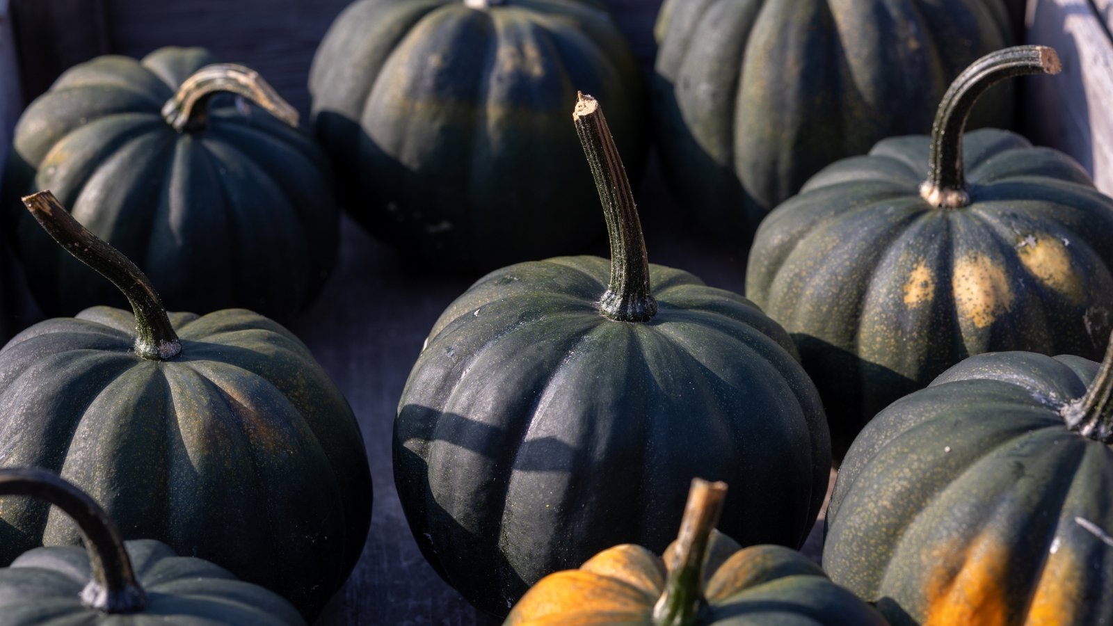 Several nearly black, smooth-skinned pumpkins with squat round shapes and defined ribbing arranged in tidy rows.