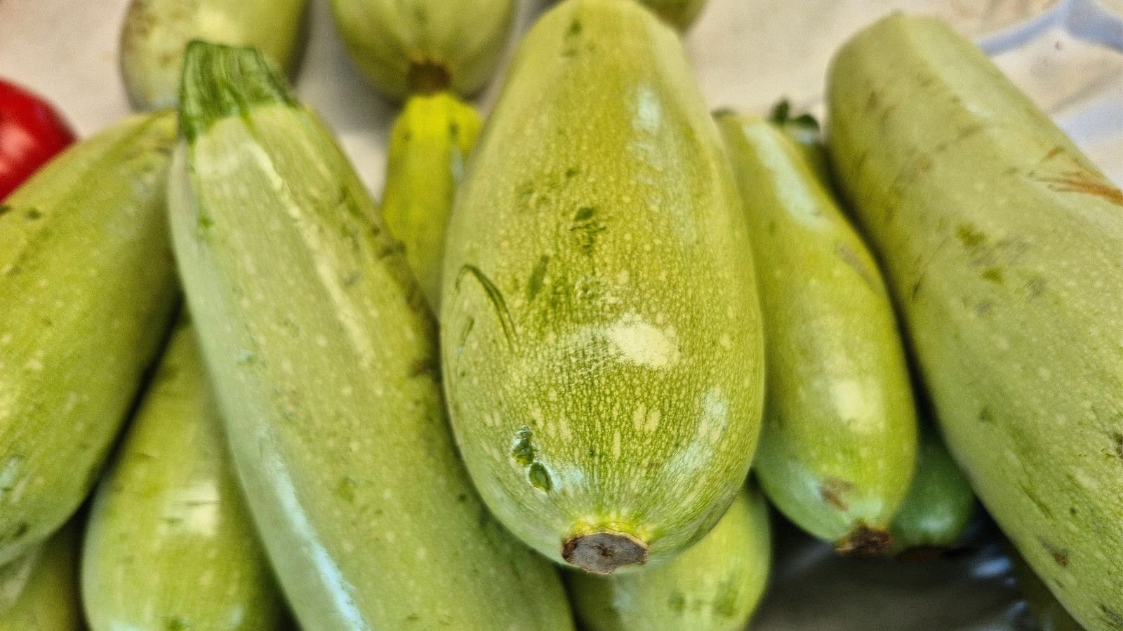 A close-up shot of a pile of light-green colored plump fruits of the Cucurbita pepo ‘Bolognese’ variety.