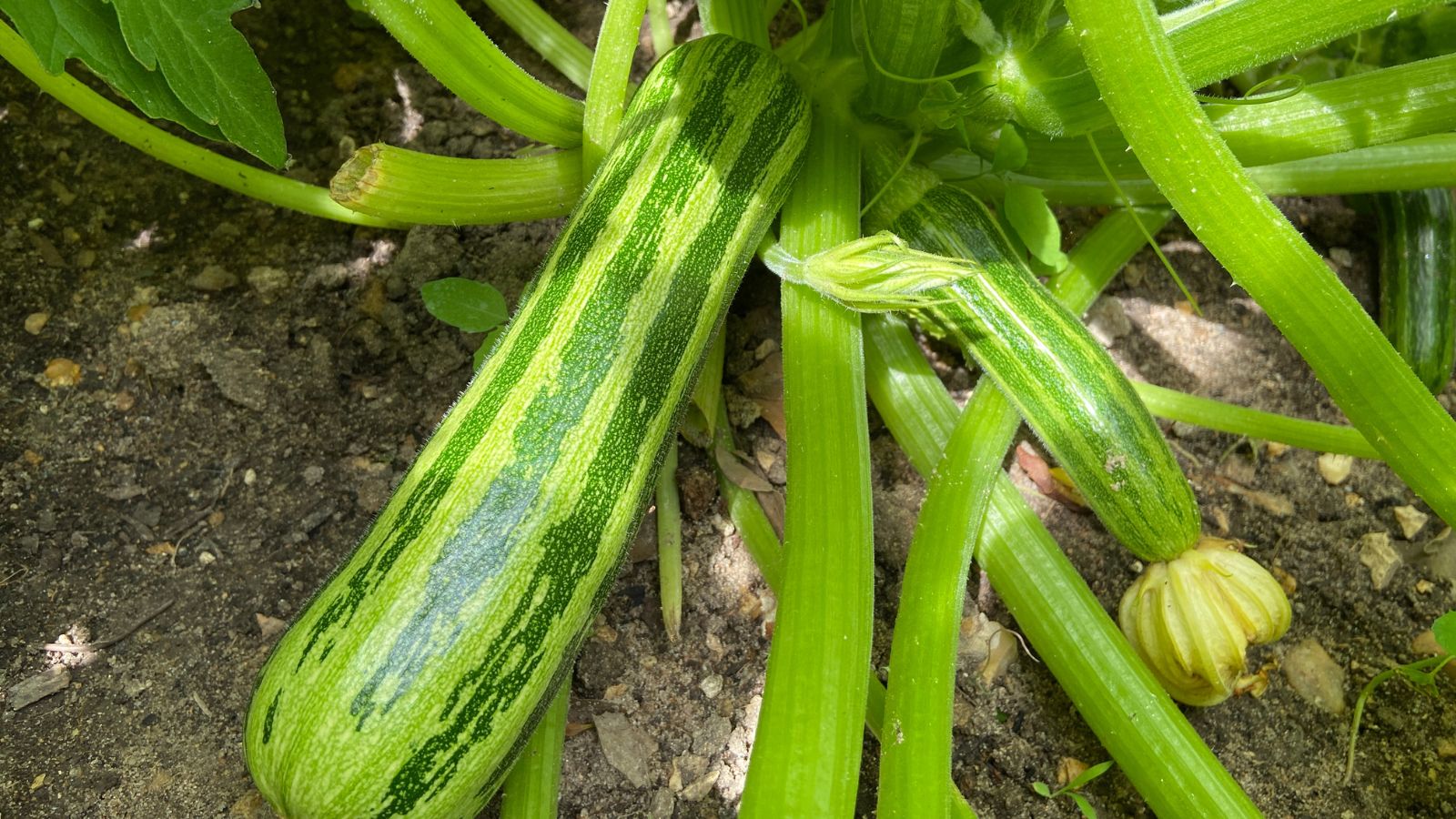 An overhead and close-up shot of light-green colored fruits with dark green stripes called the Cucurbita pepo ‘Cocozelle’ variety