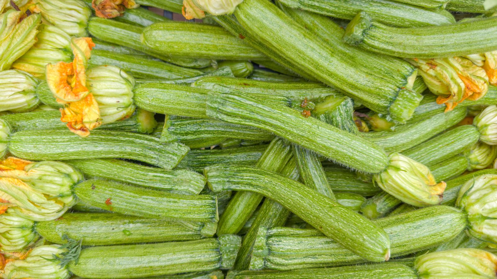 An overhead shot of a composition of freshly harvested, light-green colored, ribbed fruits of the Cucurbita pepo ‘Costata Romanesco’ variety
