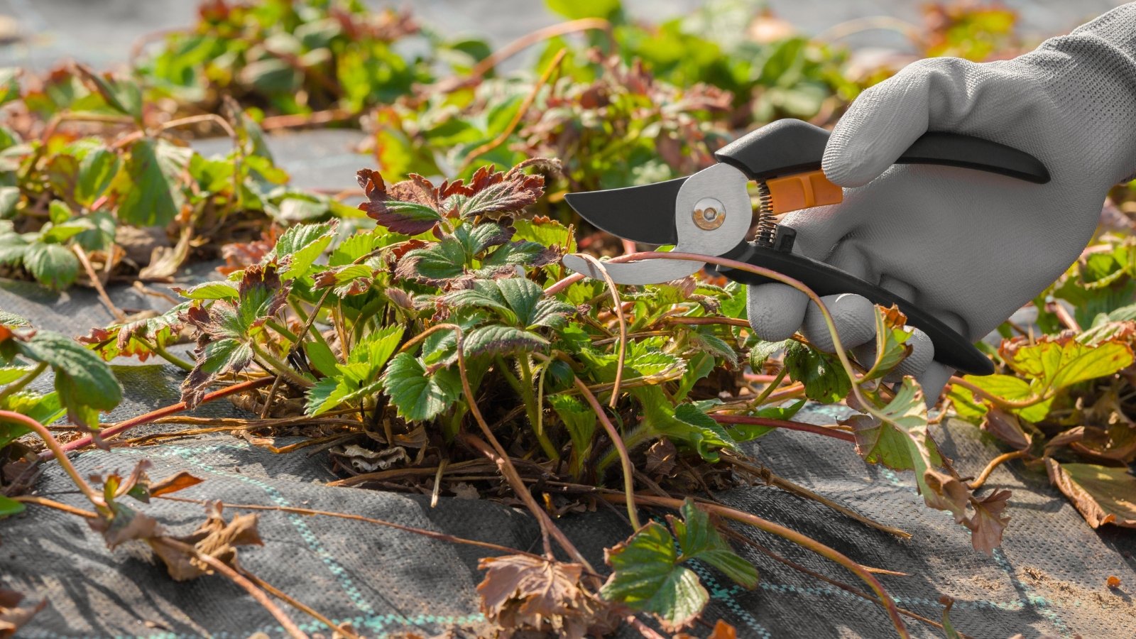 A gardener in a grey glove with pruning shears trims old dry leaves from a strawberry plant in a bed covered with fabric mulch.
