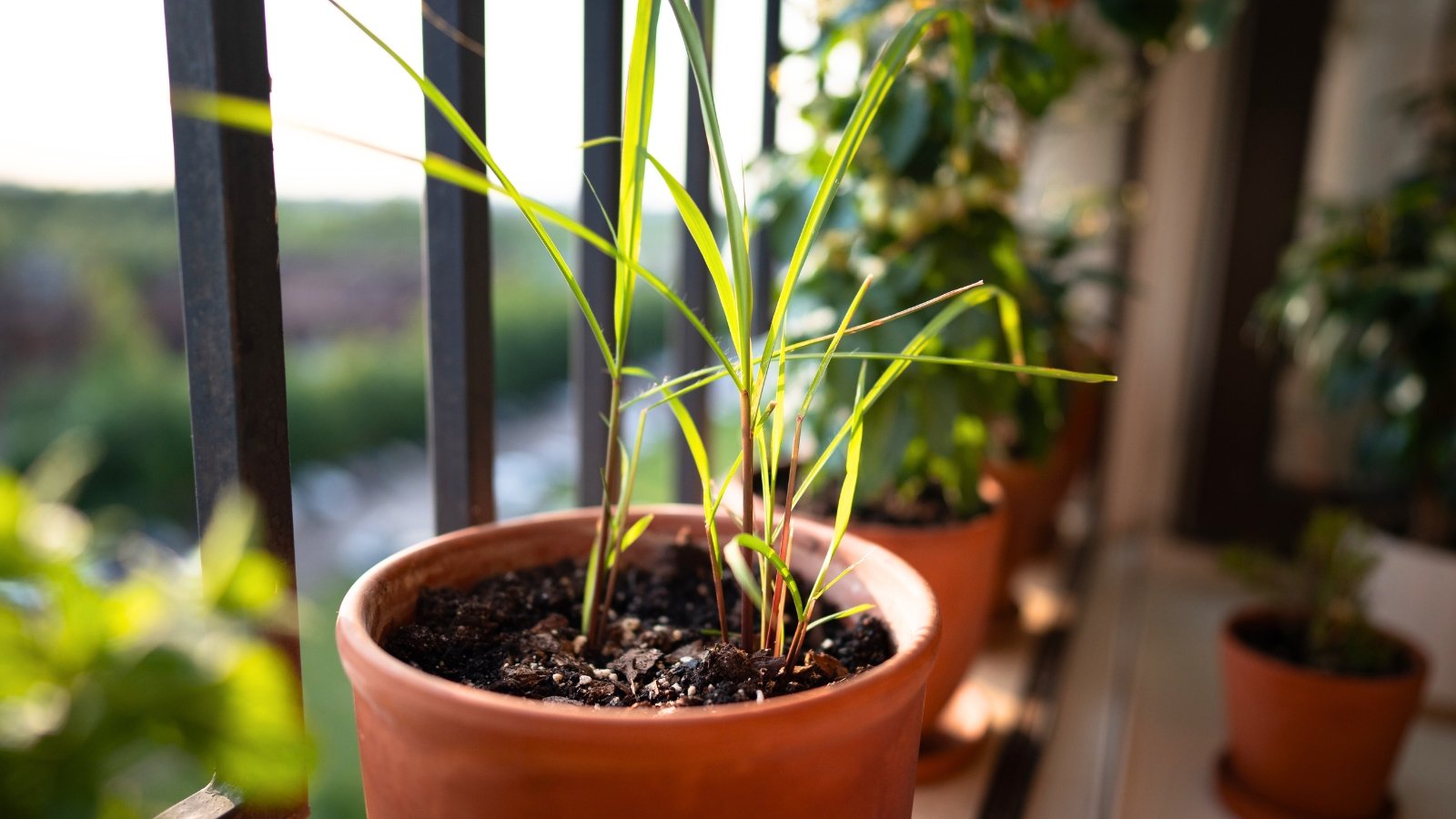 A terracotta pot holds a young plant with several long, slender, bright green blades emerging from dark soil, bathed in warm light.