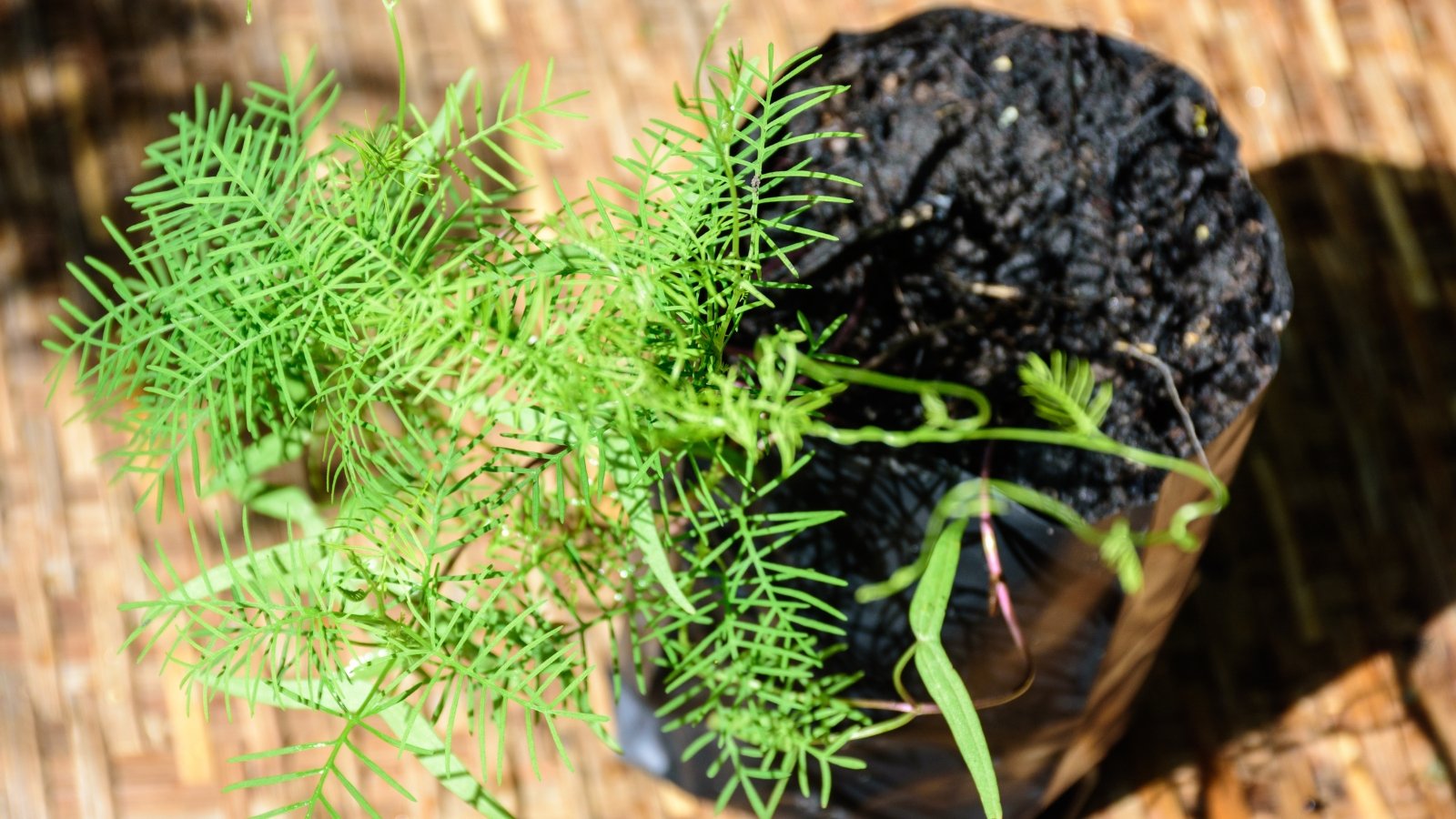 Young seedling with slender, feathery leaves and thin stems growing in a small planting bag, ready for transplanting outdoors.