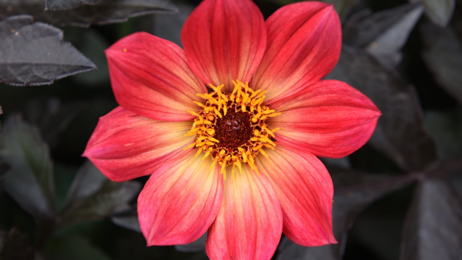 Bright peachy-pink single bloom with rounded petals, growing on upright green stems contrasted by deep dark purple, serrated leaves.