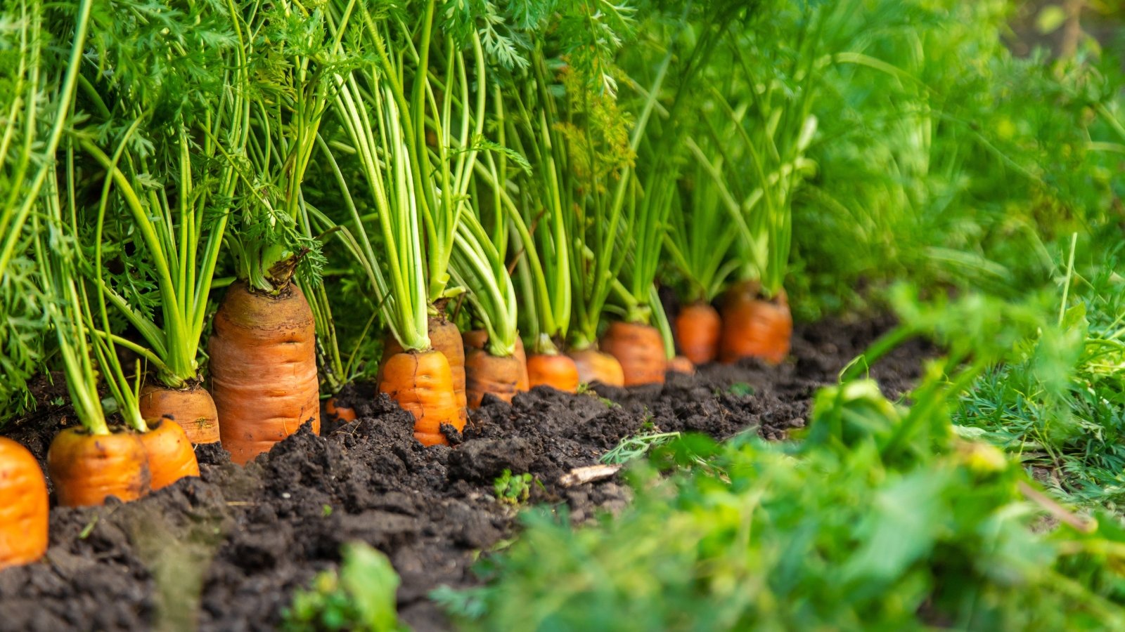 Finely divided green foliage forms a soft mound above tapered orange roots growing in loose soil.