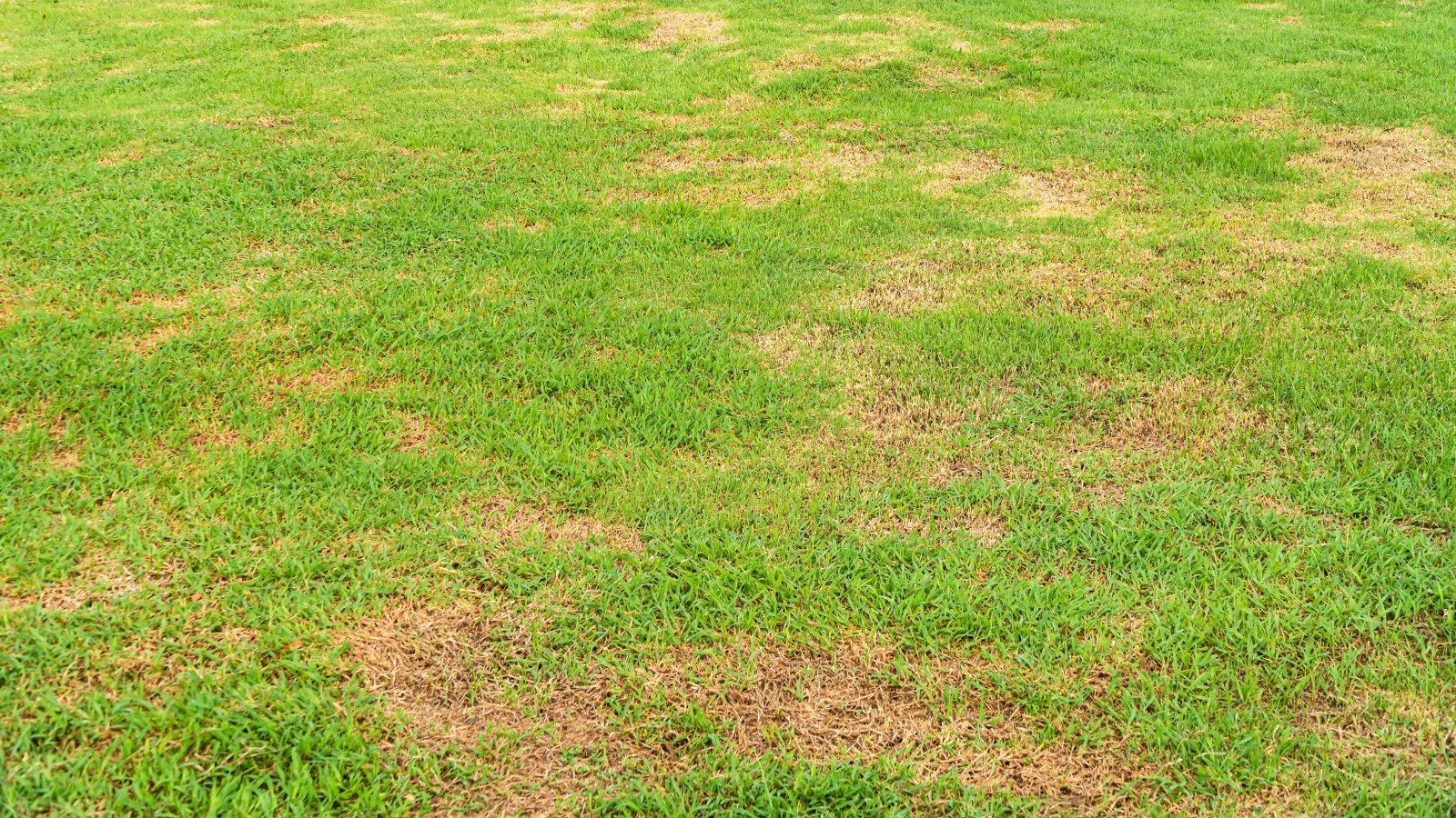 Lawn with uneven green and brown coloring, showing dead grass patches amid green grass.