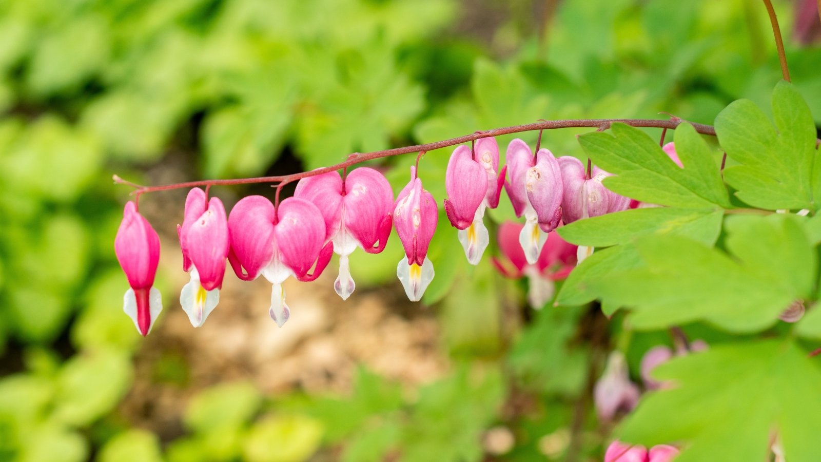 Arching stems bear heart-shaped flowers with drooping petals above delicate, fern-like green foliage.