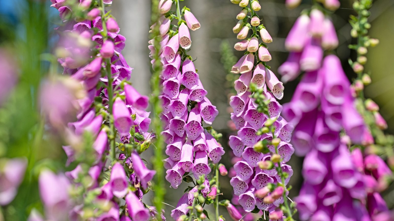 Tall spires of tubular, bell-shaped flowers in shades of purple and pink bloom above lance-shaped, toothed green leaves.