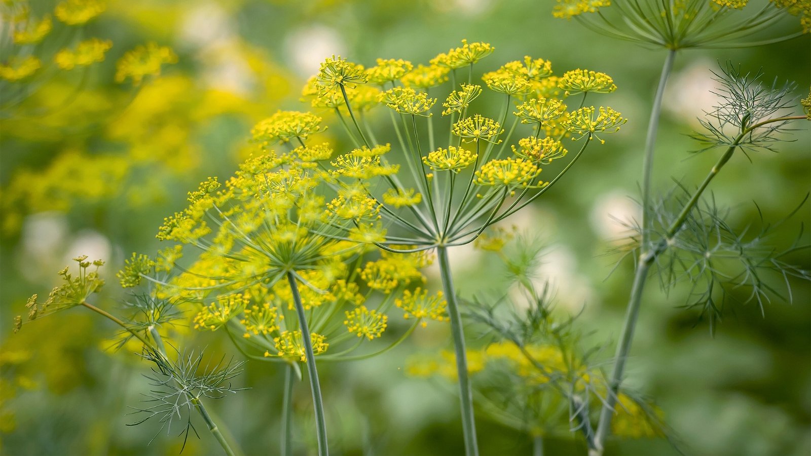 Umbrella-shaped clusters of tiny yellow flowers bloom above feathery, light green, thread-like leaves on tall stems.