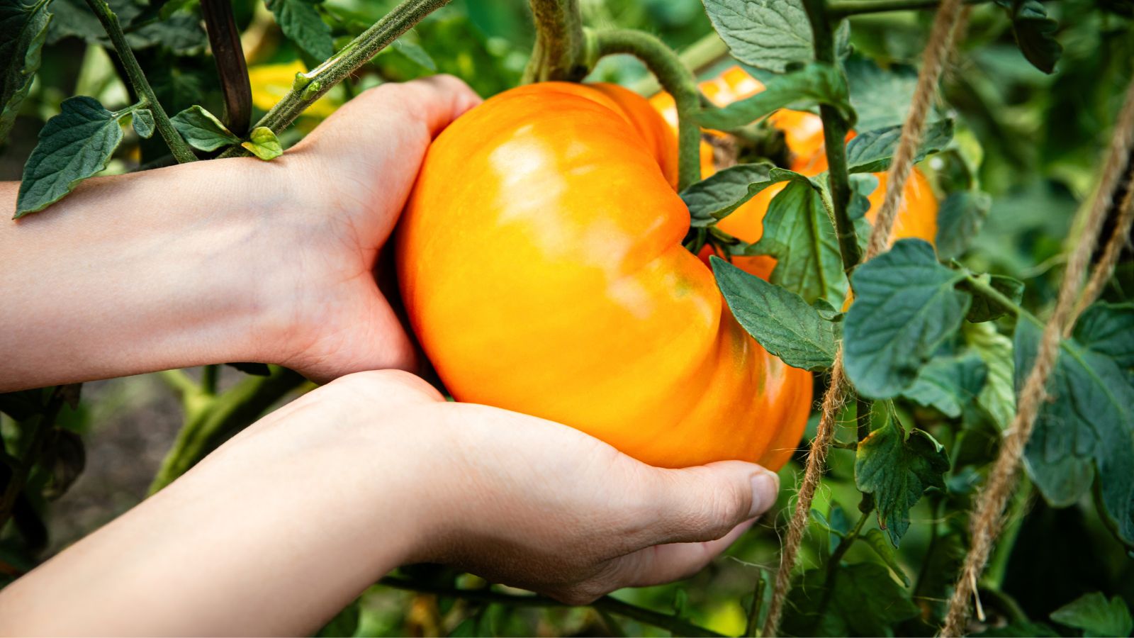 A close-up shot of a person's hands holding a large Dr. Wyche’s Yellow variety of fruit in a well lit area