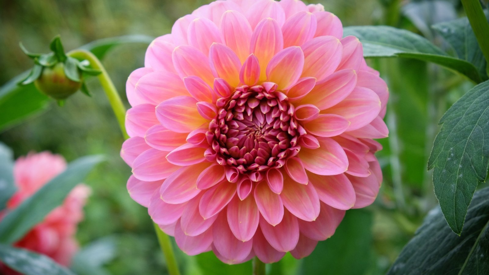 Elegant soft pink bloom with a subtle yellow tint at the base, perched on green stems with fine-textured, lance-shaped leaves.