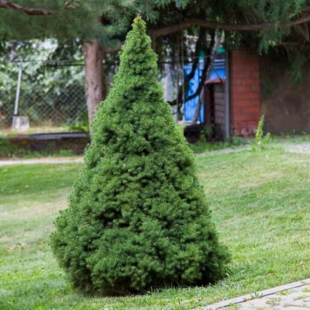 Dwarf Alberta Spruce