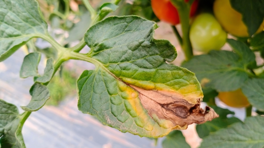 How to Identify and Control Blight On Plants