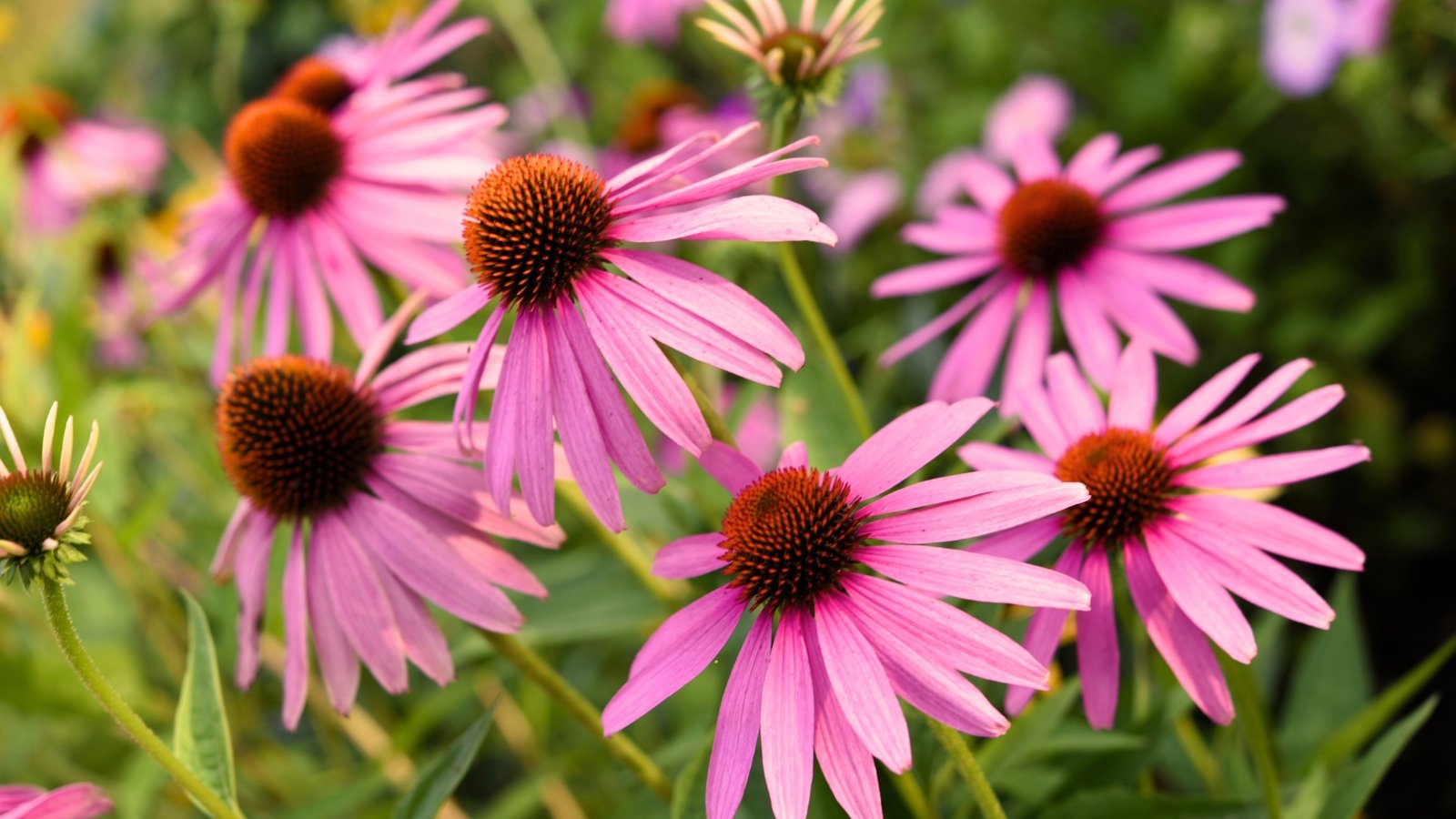 Bold, purple-pink daisy-like flowers with raised orange centers sit atop tall, rough stems with dark green lance-shaped leaves.