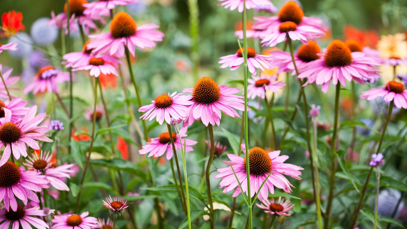 Pink-purple petals radiate from a spiny orange-brown cone atop tall green stems.