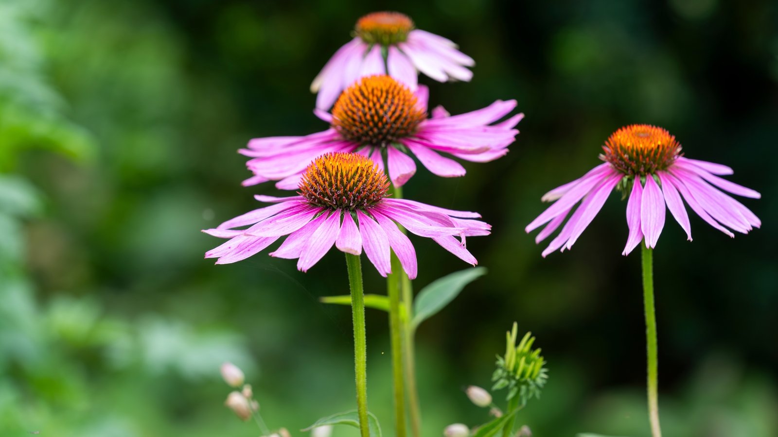 Large, daisy-like blossoms with spiky orange centers and purple petals on sturdy stems.
