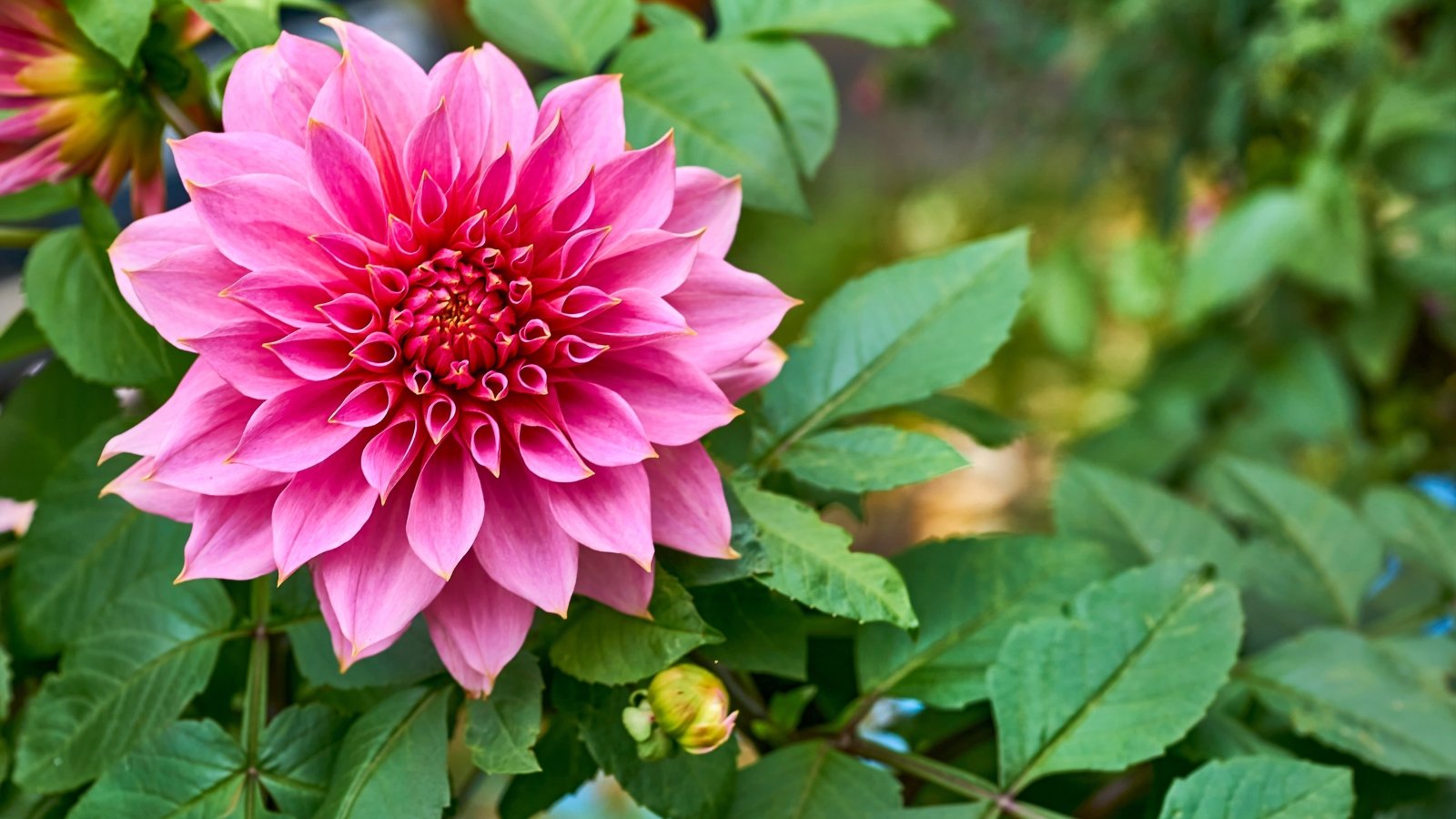 Oversized pink bloom with lush, ruffled petals forming a rounded ball atop sturdy stems and deeply veined green leaves.