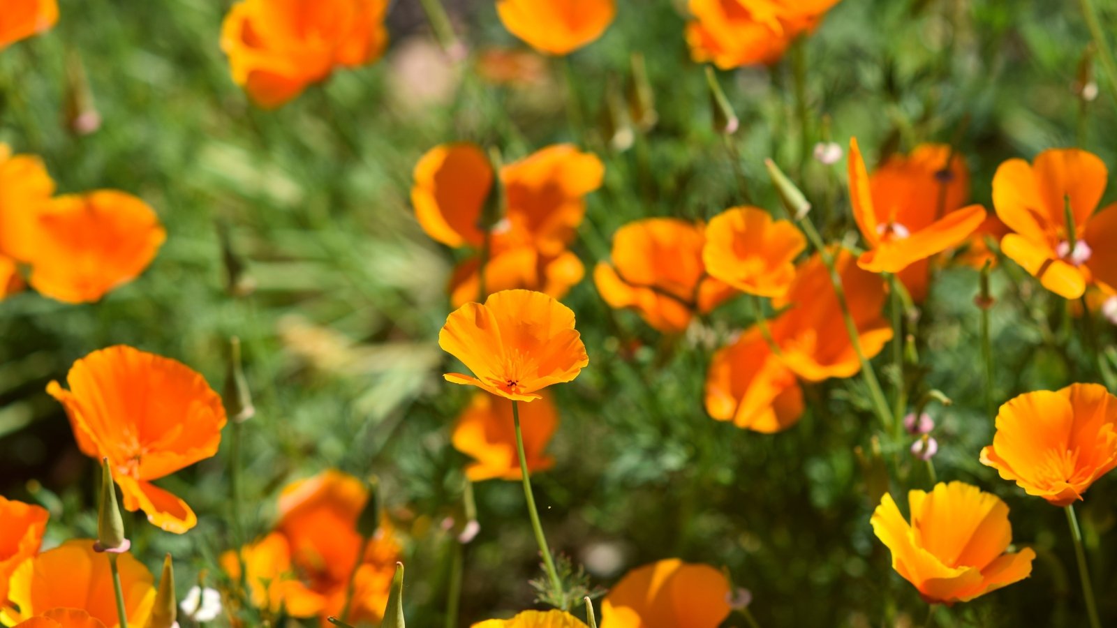 Cup-shaped orange petals with silky texture bloom above feathery blue-green foliage.
