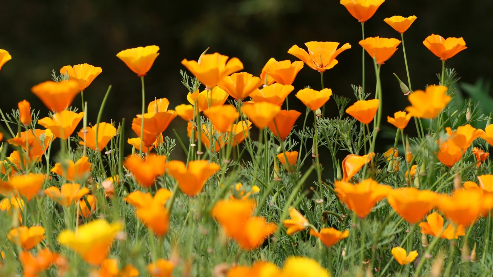 Vibrant orange poppy flowers with delicate, papery petals above finely divided, gray-green foliage and slender stems.