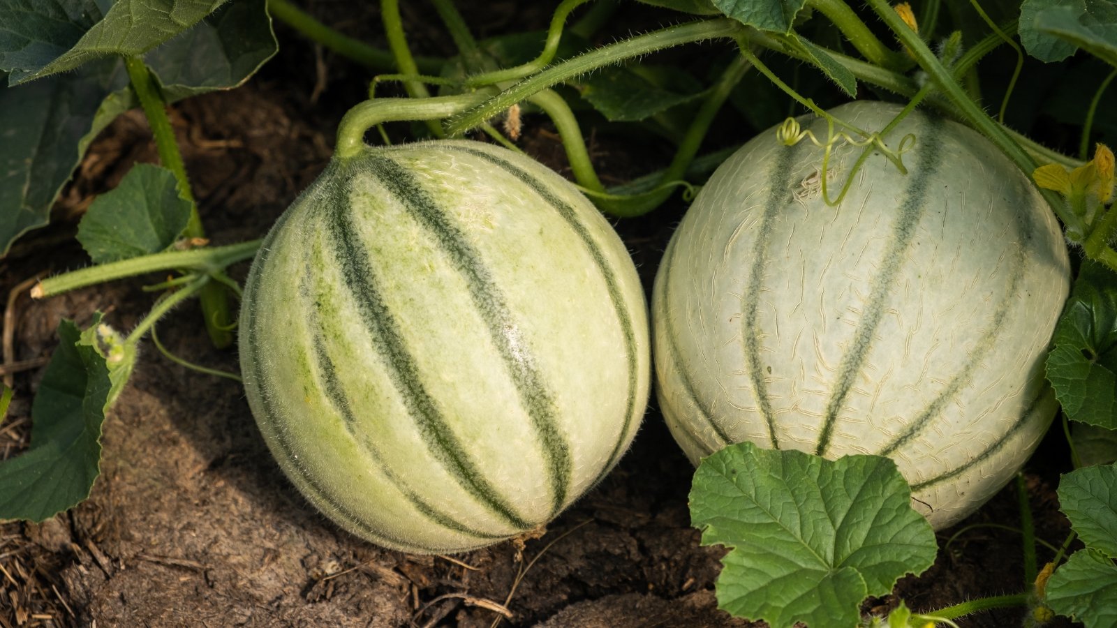 Two oval, pale green melons with faint striping rest on sprawling vines among large, lobed leaves in a sunny garden bed.