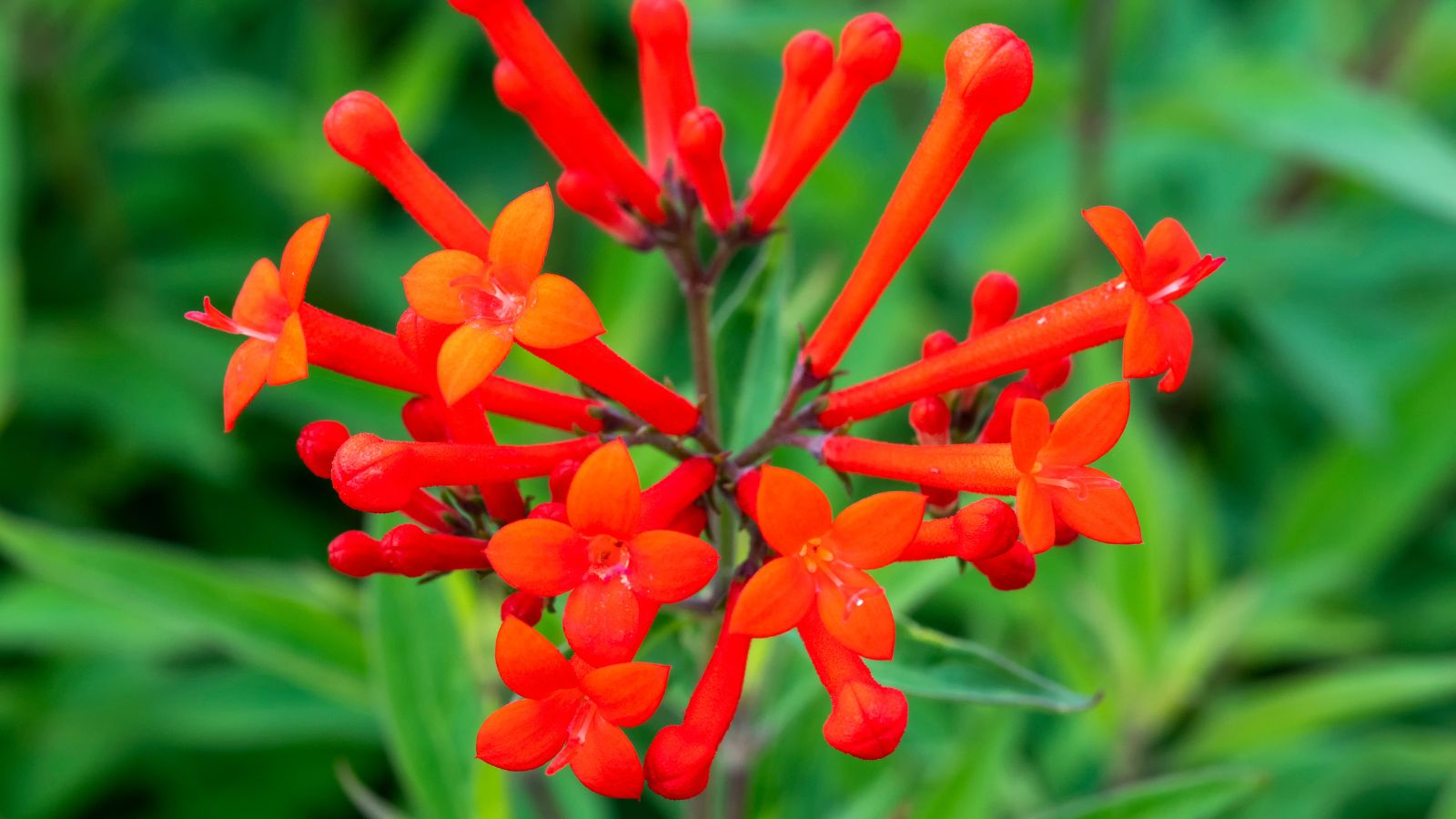 A lovely and healthy flower cluster of the Estrellita® Scarlet Bouvardia plant with vibrant green foliage in the background