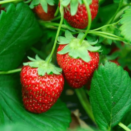 Everbearing Strawberry