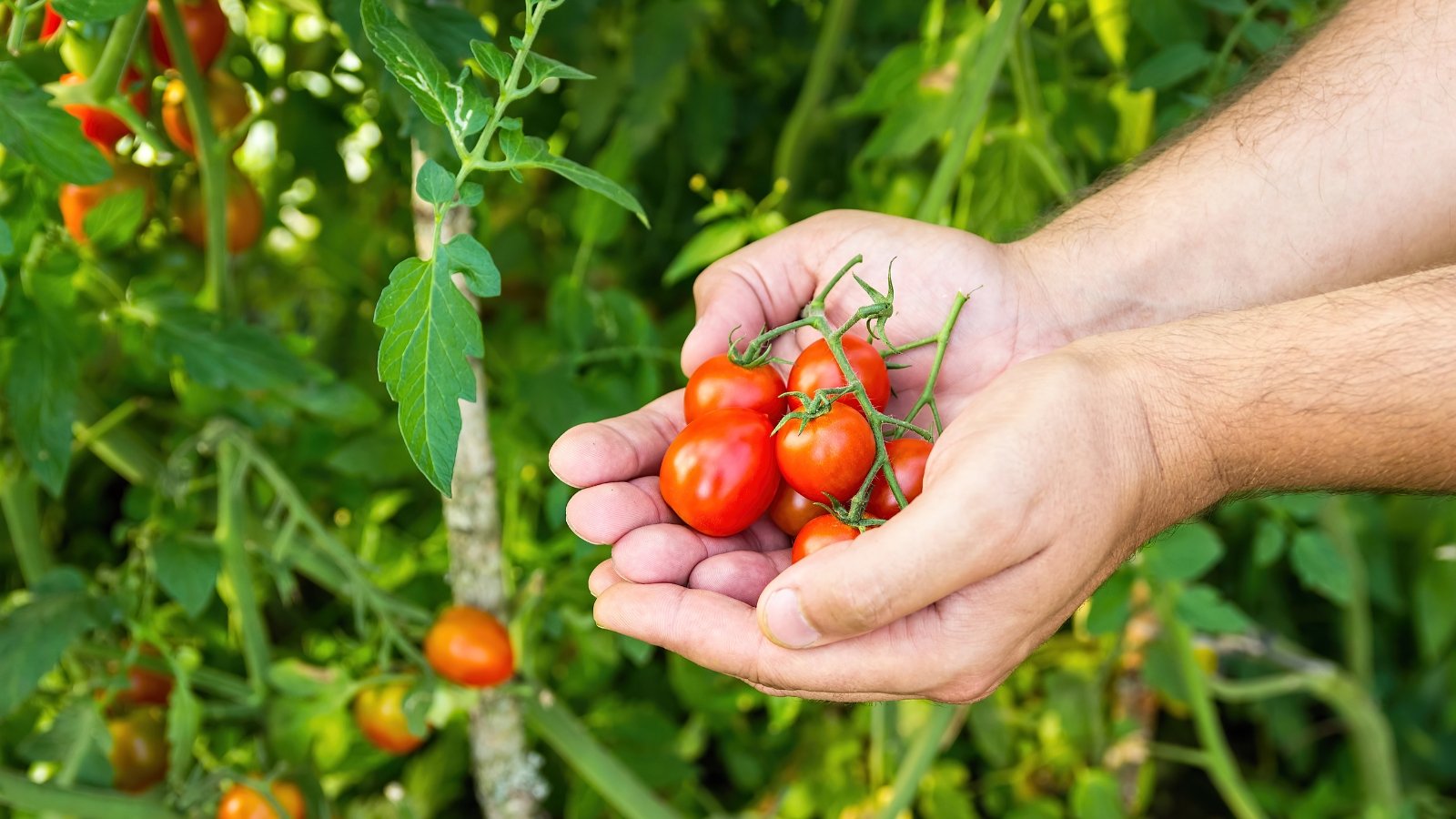Close-up of a man's hands full of ripe bunches of bright red cherry tomatoes against a background of green bushes in the garden.