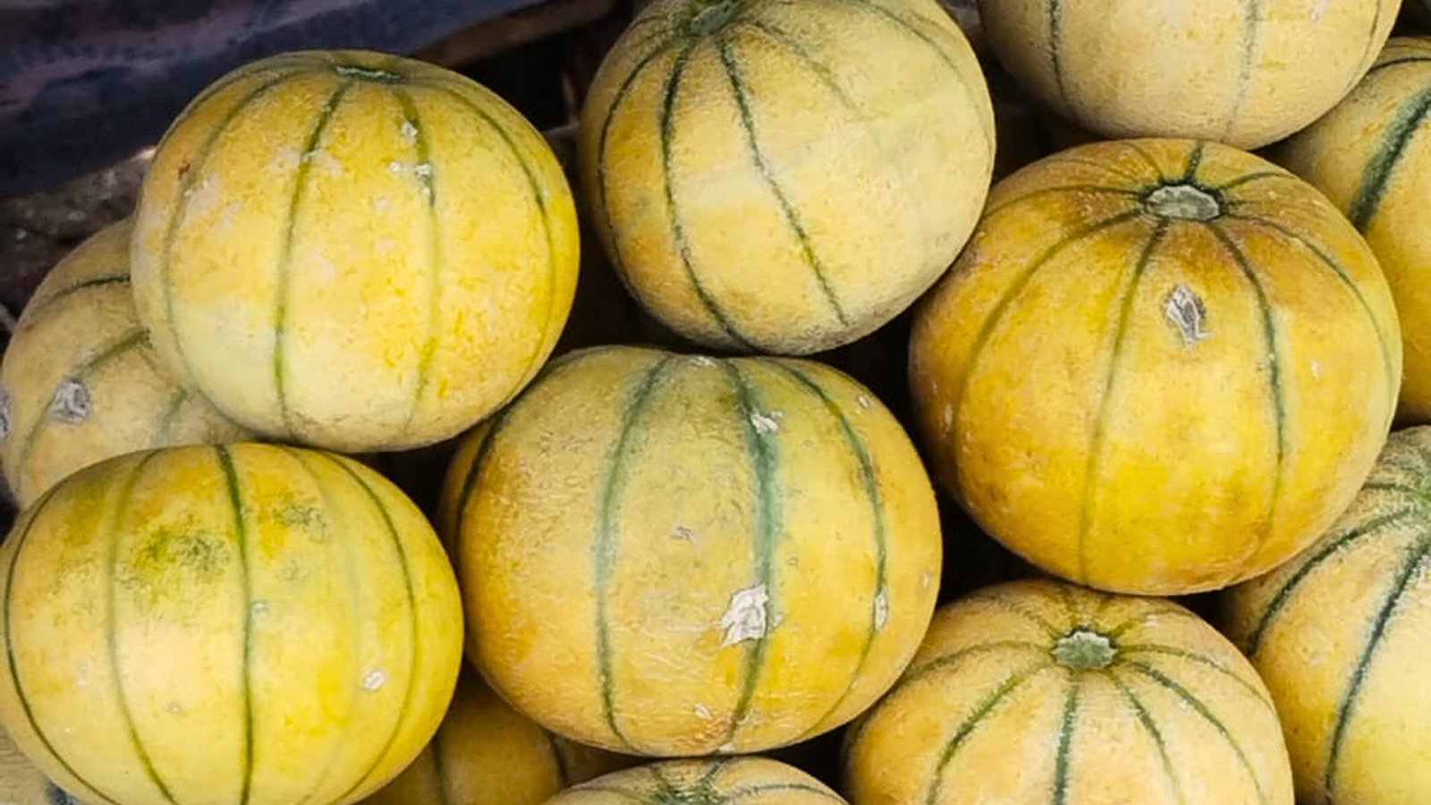 A pile of small, round melons with netted golden skin and faint green undertones rests together on a wooden surface.