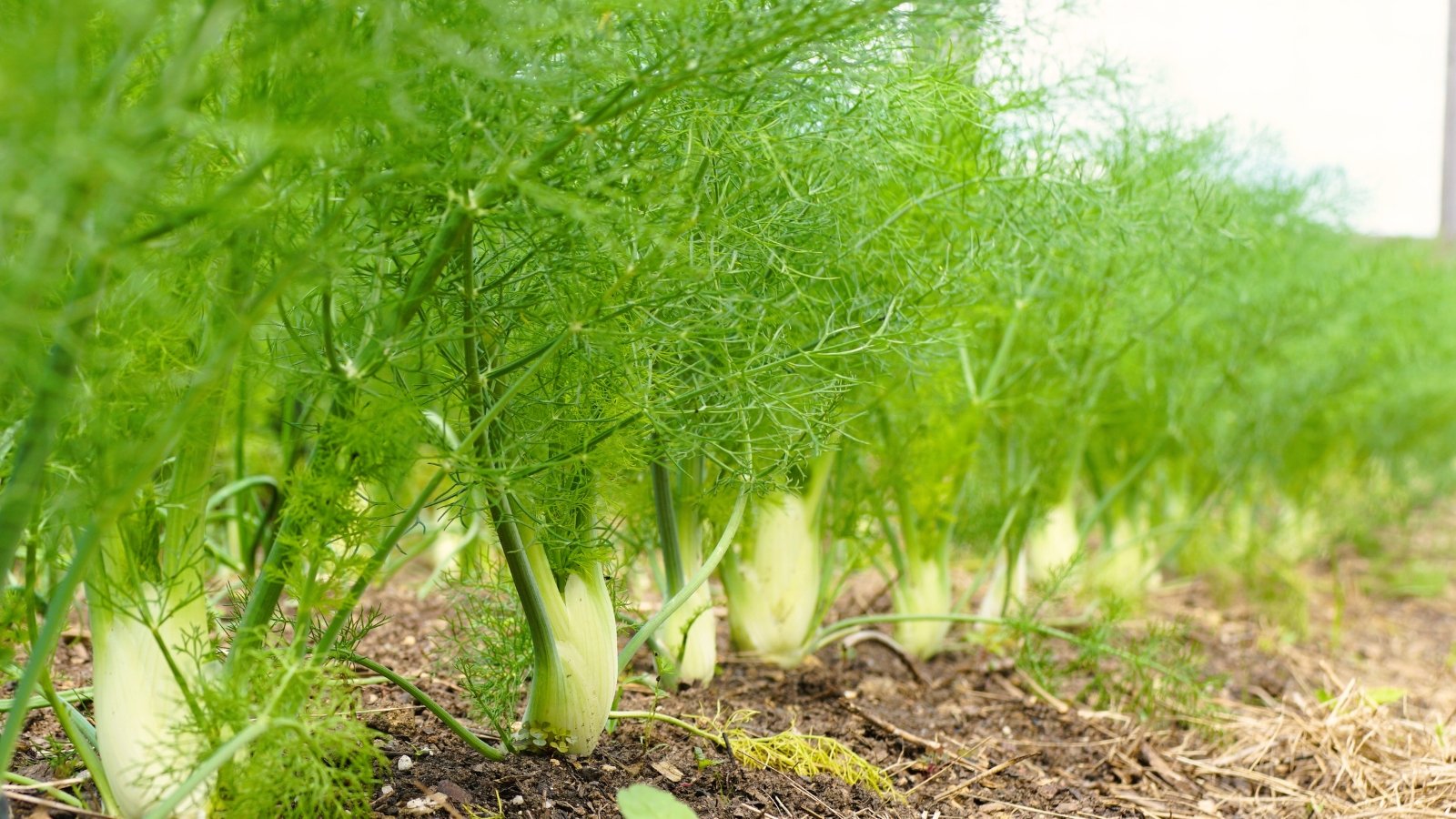 Row of lush fennel plants with feathery green foliage and thick pale green stalks growing closely together in the garden bed.