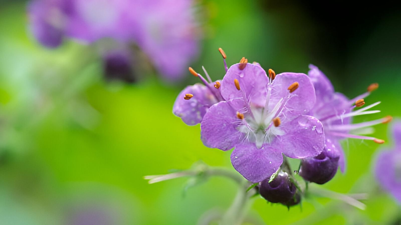 A close-up shot of several purple and dainty flowers atop thin stems of the Fernleaf Phacelia