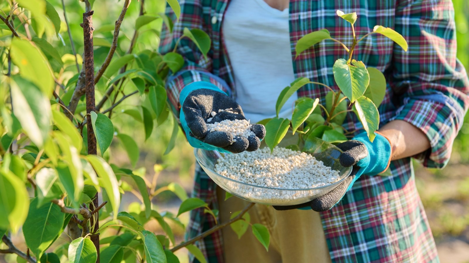 A woman in a plaid shirt and gloves holds a bowl and a palm full of white, granular mineral fertilizers near a young peach tree in an orchard.