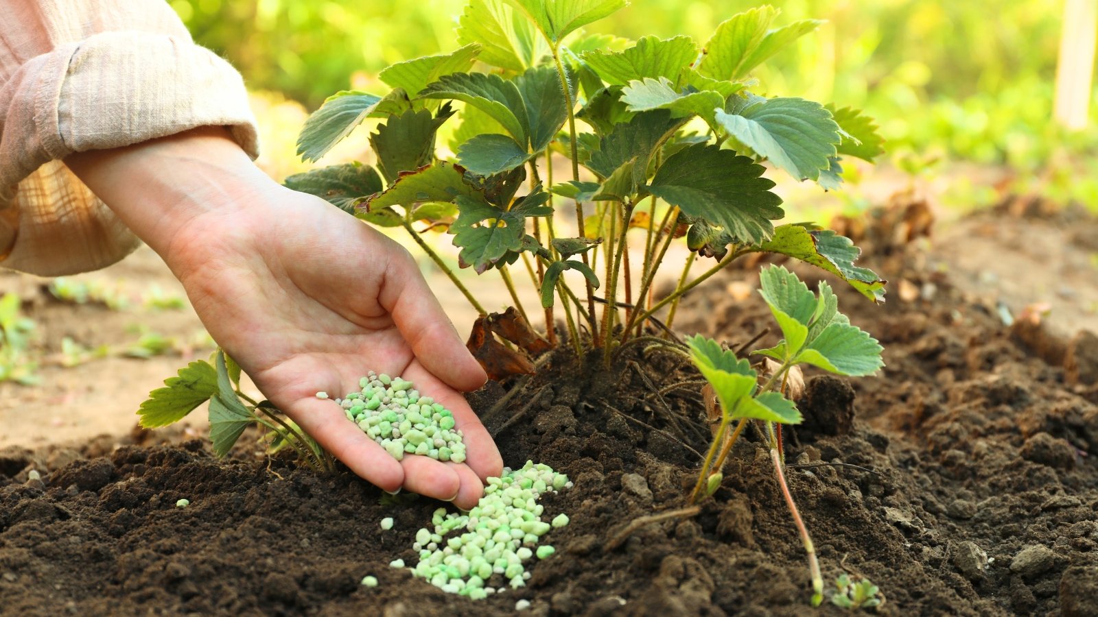 A woman's hand applies green granular fertilizer to a strawberry bush with green jagged foliage in a sunny garden.