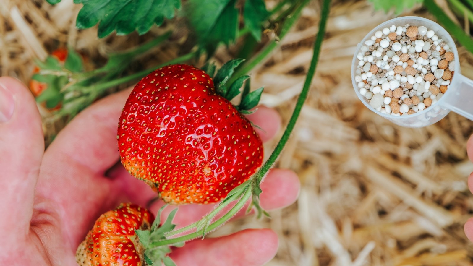 Close-up of fertilizing a ripe strawberry plant. The gardener's hand shows the large, bright red fruits and the colored granular fertilizer in a measuring spoon.