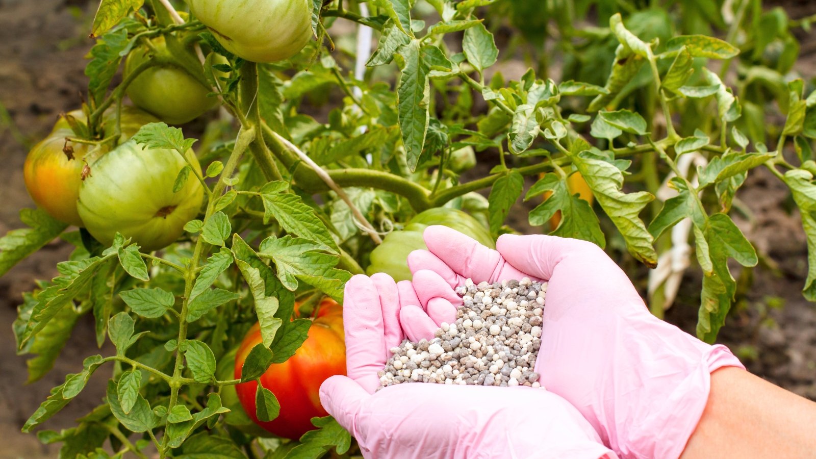 A gardener's hands in soft pink gloves apply multi-colored granular fertilizer to a tomato plant with ripening green and red fruits in a sunny garden.