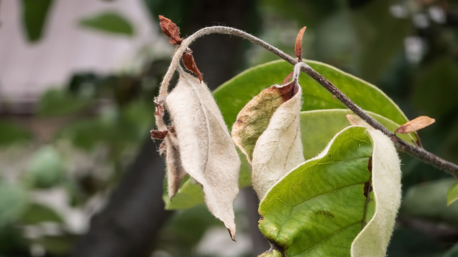 A plant infected with Fire Blight having green and crumpled leaves with other greens in the background
