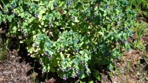 How to Plant, Grow, and Care For Cerinthe