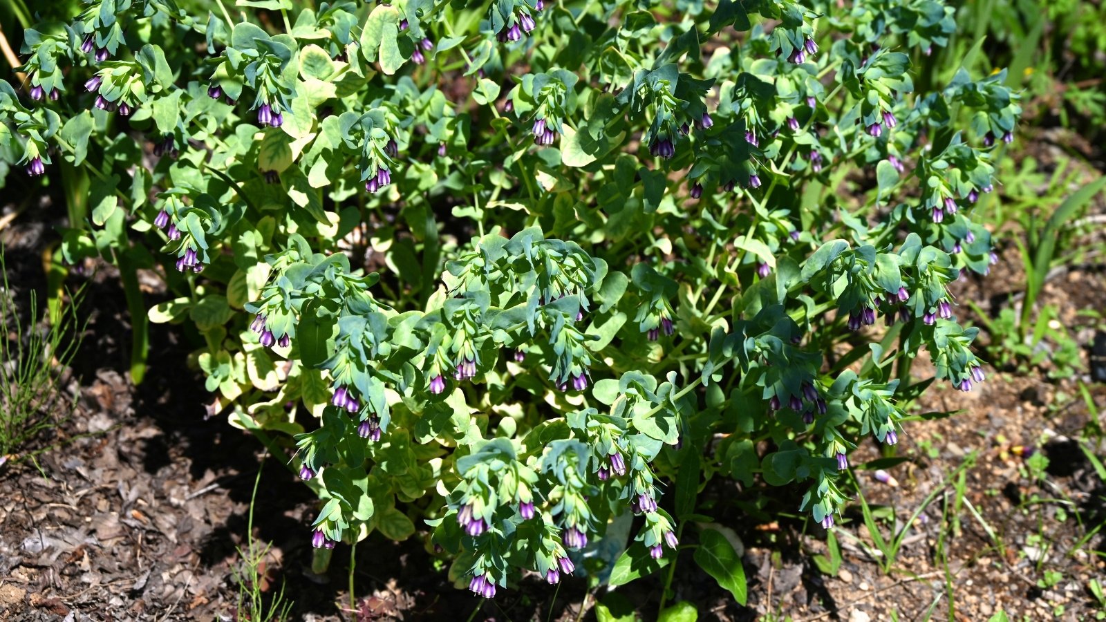 Slender stems support nodding blooms in moody purple hues beneath soft, blue-green foliage.