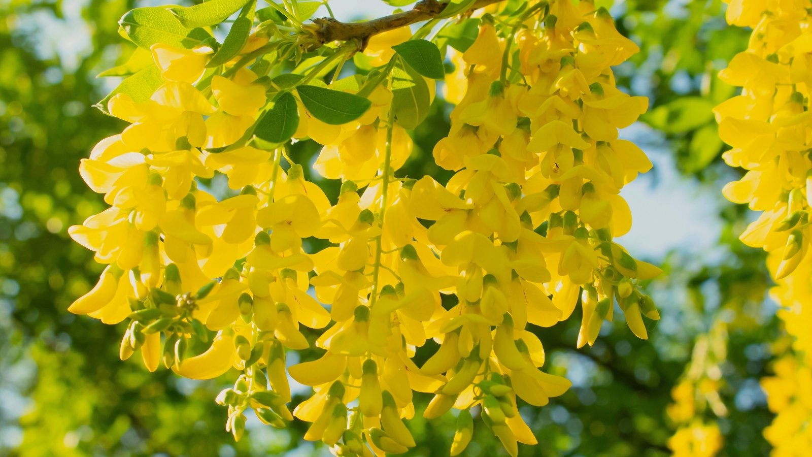 Close-up of hanging clusters of small, pea-like bright yellow flowers emerging from branches among smooth-edged, elliptical green leaflets lit by sunlight.