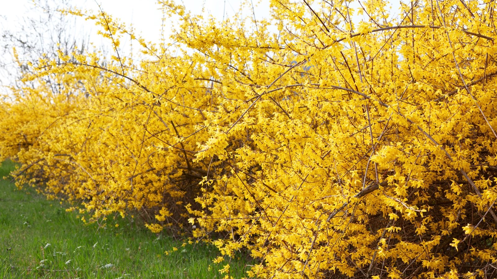 Bright yellow tubular flowers densely cluster along arching bare branches, creating a vivid display.