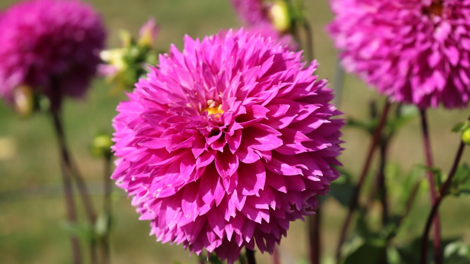 Ragged, fuchsia-pink petals curl and twist around a bright yellow center above green stems and sharply cut green leaves.