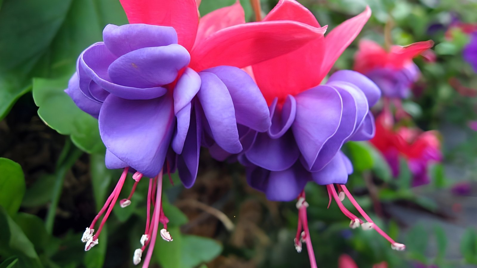 Close-up of a cluster of vibrant deep purple and pink flowers with delicate elongated stamens, soft velvety petals, and glossy dark green oval leaves.