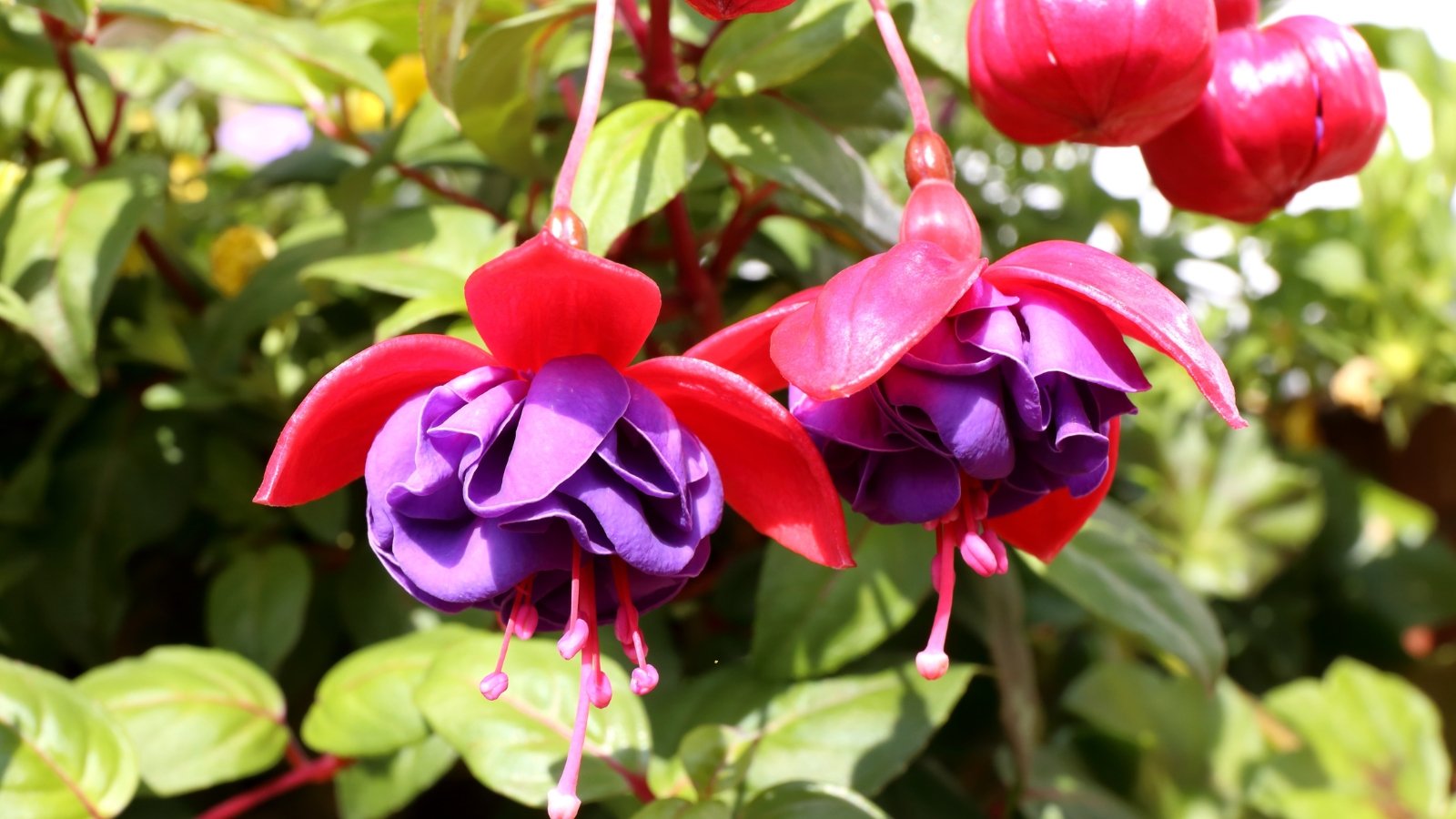 Deep magenta and purple pendant flowers with layered petals hang gracefully from slender stems amid dark green leaves.