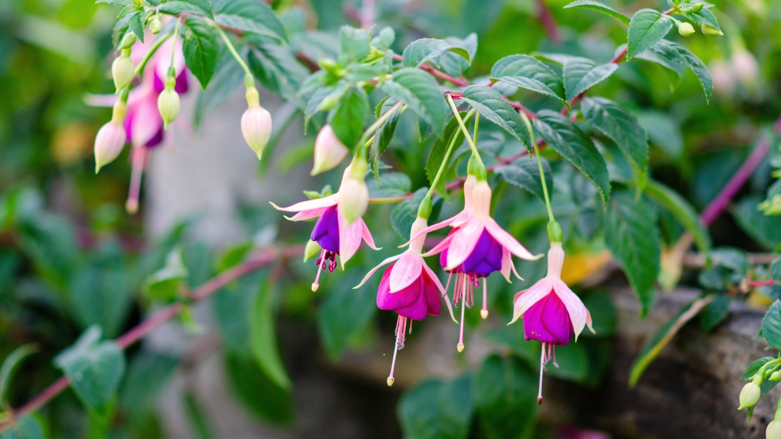 Small, bell-shaped flowers with soft pink and white petals hang gracefully from slender green stems amid glossy dark green leaves.