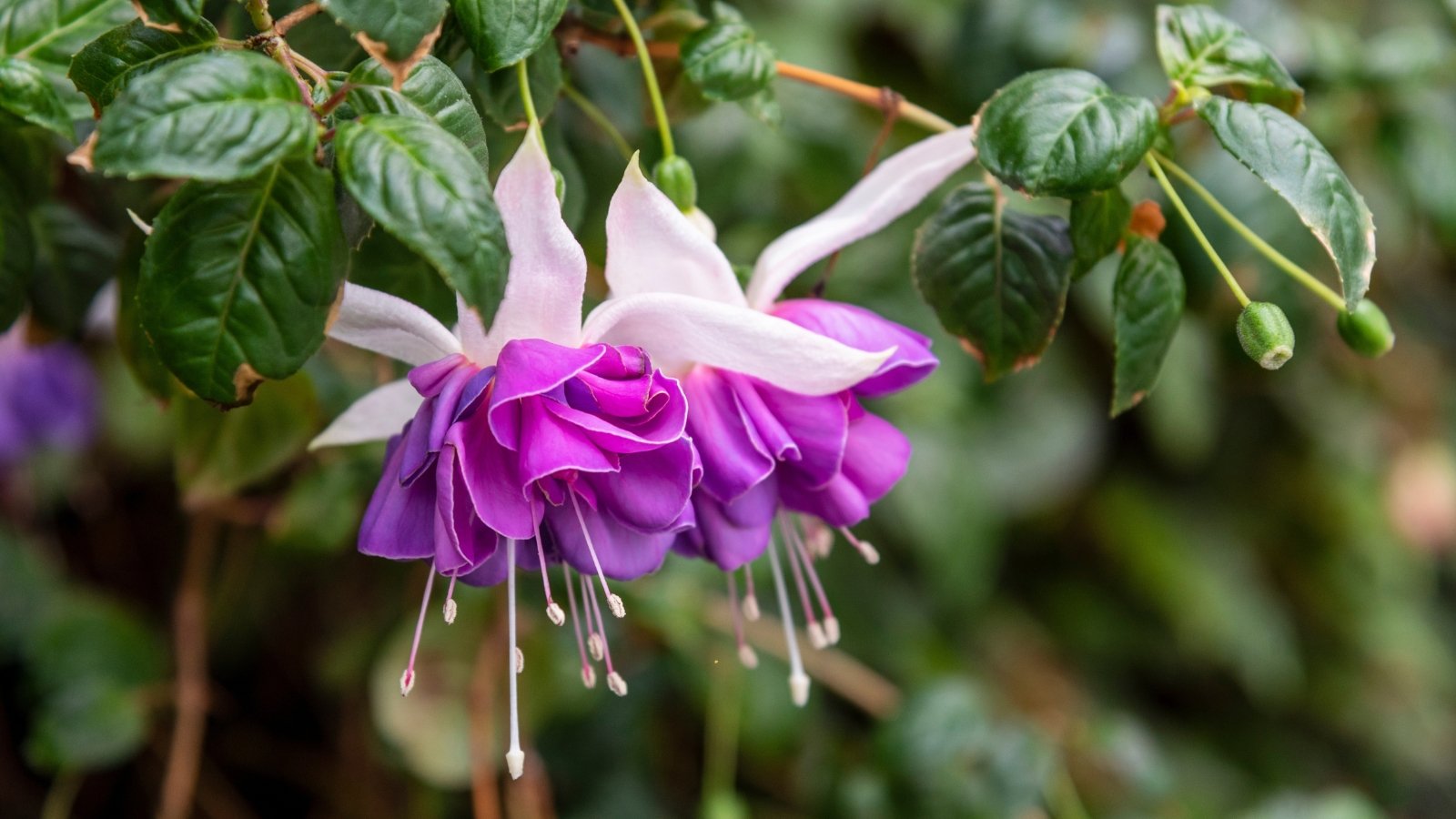 Delicate purple and white tubular flowers hang from slender stems above bright green, ovate leaves with serrated edges.