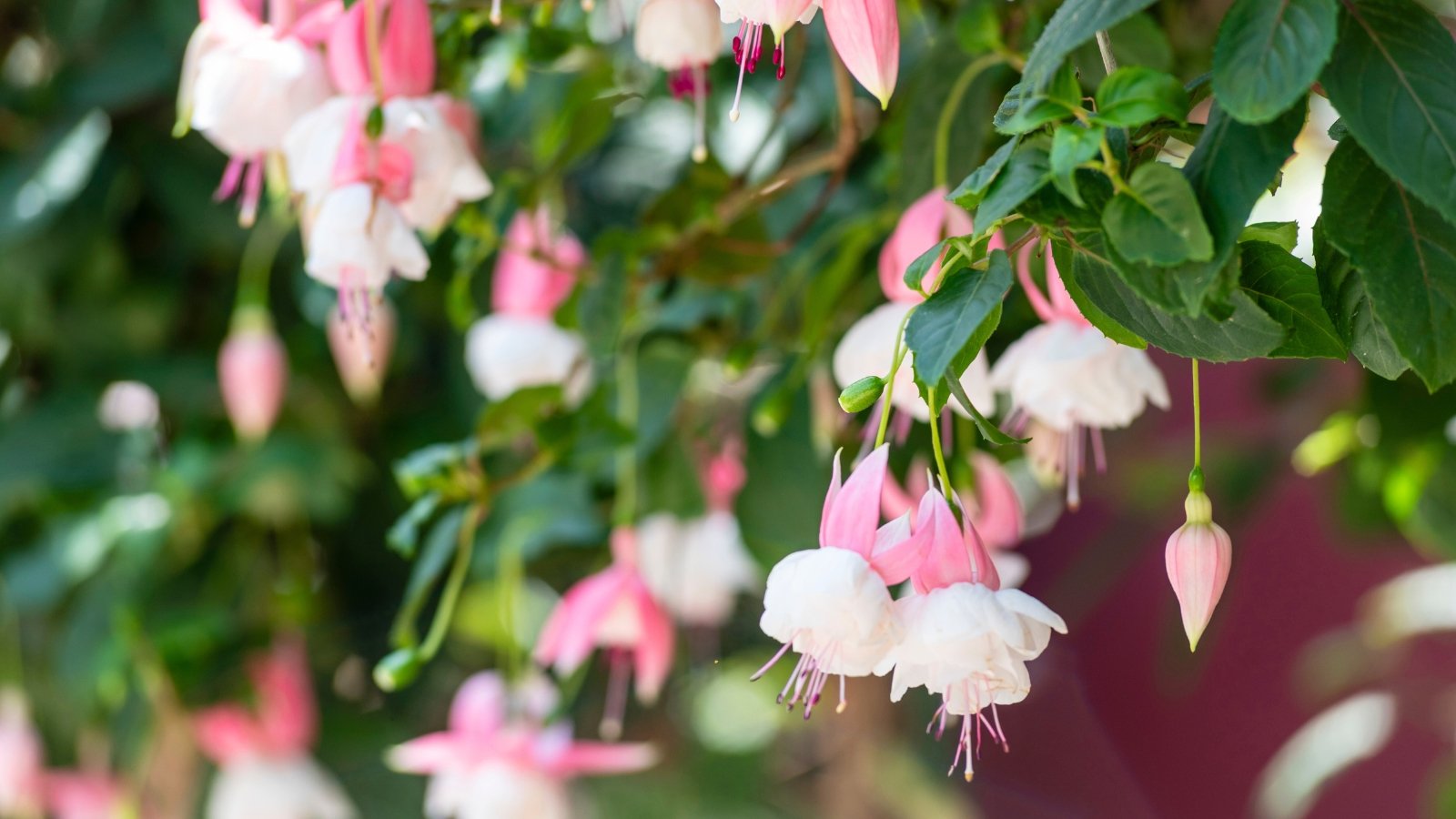 Trailing stems with mossy green leaves hold baby pink sepals and softly folded corollas, accented by deeper pink stamens and rose-veined petals.