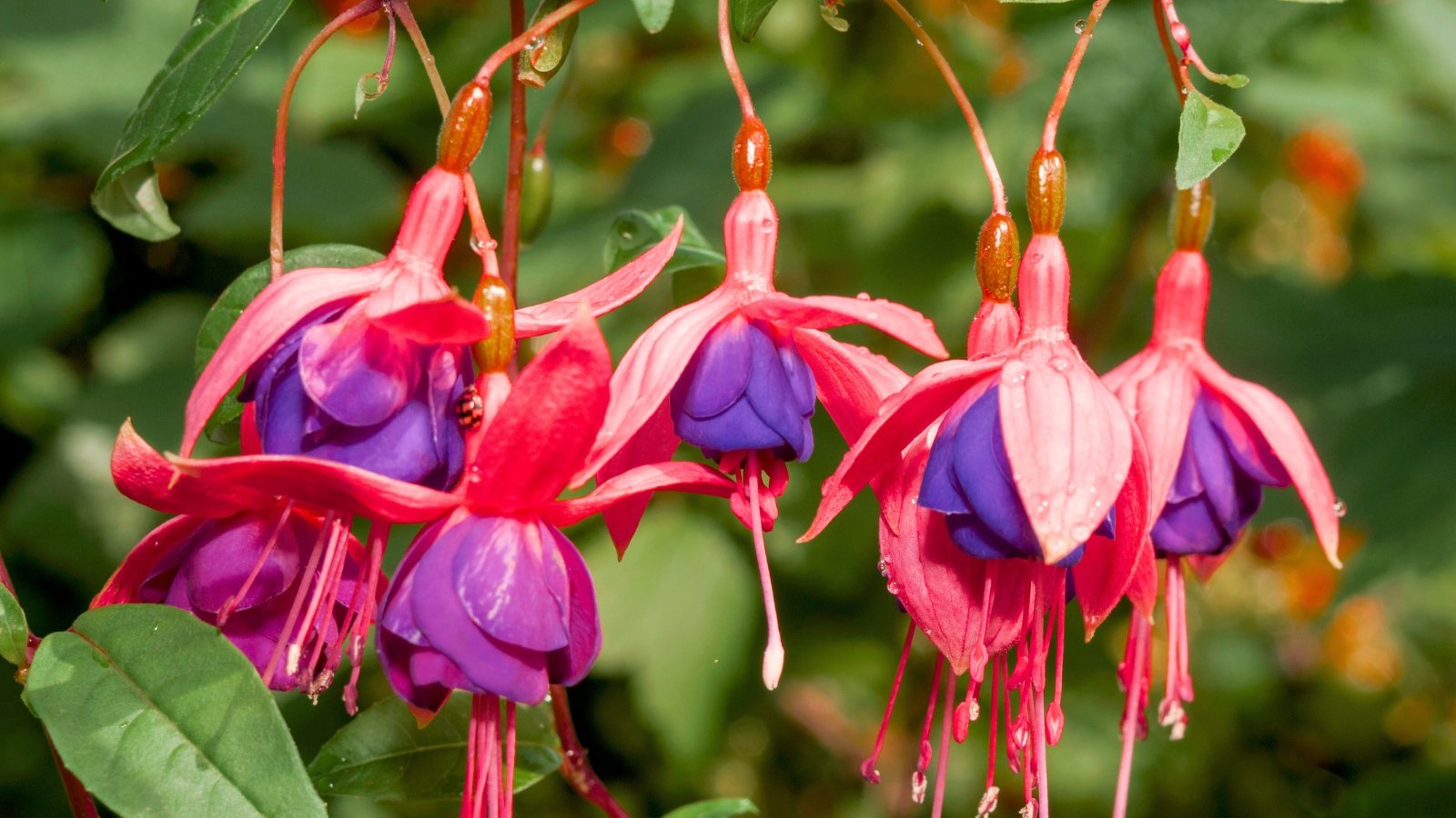 Close-up of Fuchsia x hybrida flowers showing pendulous, tubular blooms with bright pink sepals and deep purple petals, accented by long stamens.
