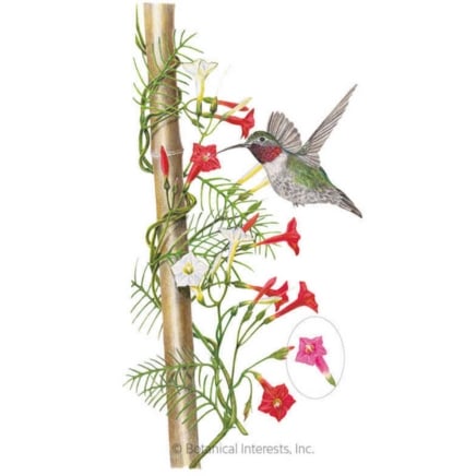 Funny Valentine Blend Cypress Vine Seeds