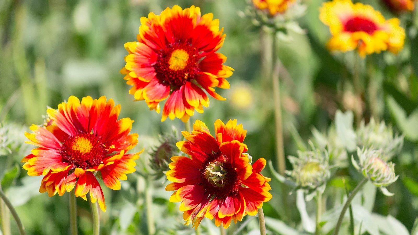 Close-up of bright red daisy-like flowers with fringed petals tipped with yellow on slender green stems with lance-shaped leaves.