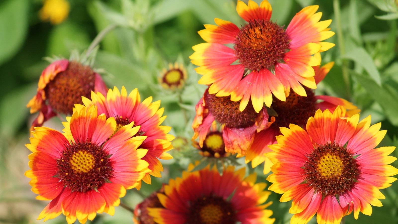 Bright yellow and red daisy-like blooms with fringed petals sit atop hairy stems with coarse, lance-shaped green leaves.
